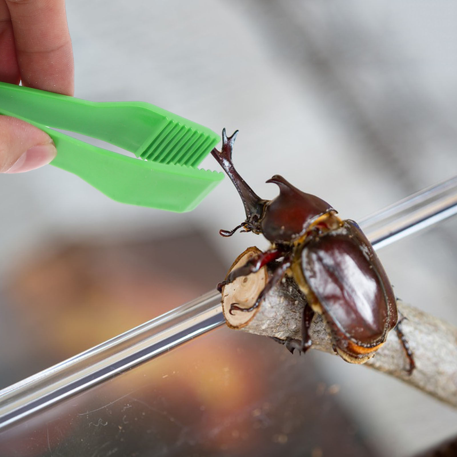 10 Stuks Insectenvangende Clip - Kids Early Education recensie en prijs